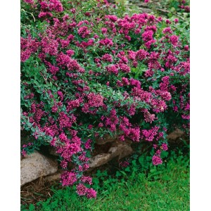 Purpurroter Origanum Laevigatum 'Herrenhausen' Dost als Bodendecker im Steingarten.