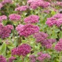 Rosa blühende Sedum Herbstfreude (Fetthenne) im 2-3 Liter Container.