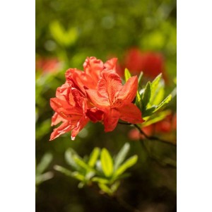 Leuchtend gelbe Blüten des Rhododendron Luteum Fanal, Detailaufnahme.