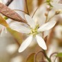 Nahaufnahme der weißen Blüte einer Kupfer-Felsenbirne (Amelanchier Lamarckii).