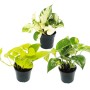 Exotenherz Zimmerpflanzen Trio: Efeutute Set mit 3 Epipremnum Arten in Töpfen.