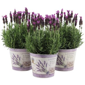 OBI Lavendel Anouk im Zinktopf, Topf-Ø 15cm, Lavandula stoechas, mit lila Blüten.