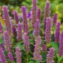 Violette Anis-Ysop (Agastache foeniculum) im 9x9 cm Topf. Bienenfreundliche Staude für sonnige Standorte.