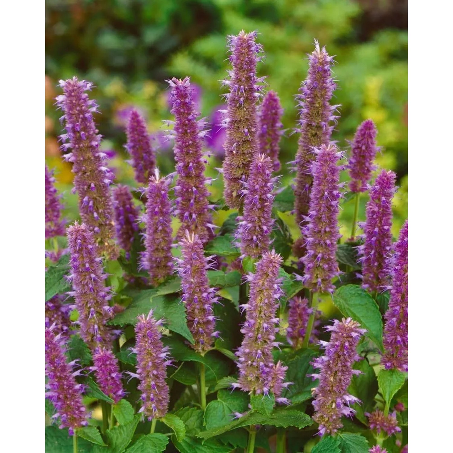 Violette Anis-Ysop (Agastache foeniculum) im 9x9 cm Topf. Bienenfreundliche Staude für sonnige Standorte.