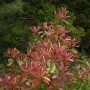 Glanzmispel Little Fenna (Photinia fraseri) mit roten Blättern im Garten.