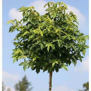 Kugel Amberbaum Gumball Hochstamm, ca. 40-60cm hoch, mit grünen Blättern.