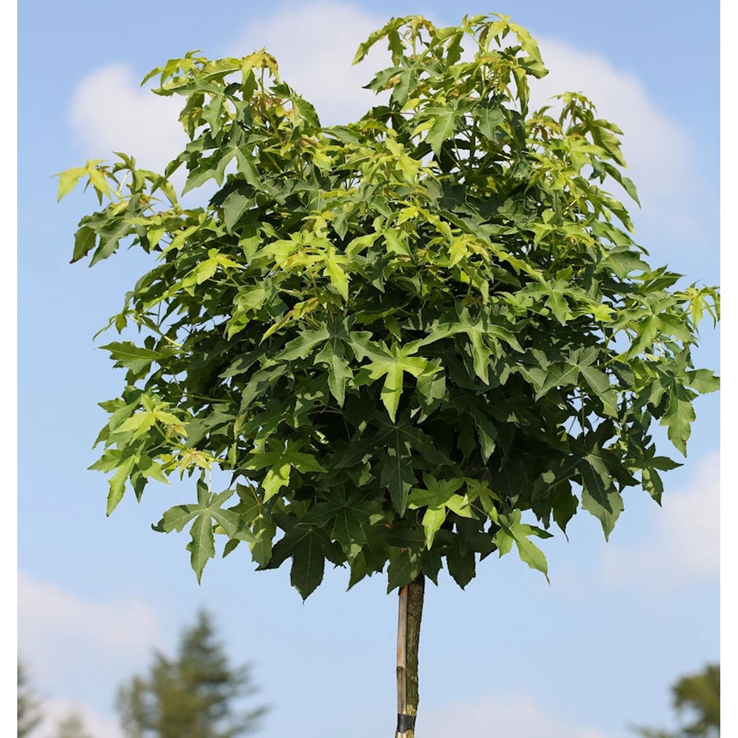 Hochstamm Kugel Amberbaum Gumball 40-60cm - Liquidambar styraciflua günstig online kaufen