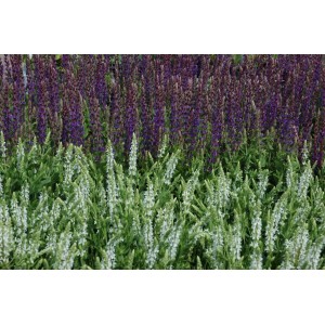 Foto von blühendem Steppen-Salbei 'Schneehügel' mit weißen Blüten und lila Salbei im Hintergrund.