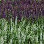 Foto von blühendem Steppen-Salbei 'Schneehügel' mit weißen Blüten und lila Salbei im Hintergrund.
