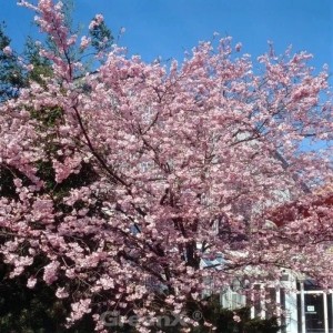 Hochstamm Rosa Winterkirsche 80-100cm - Prunus subhirtella