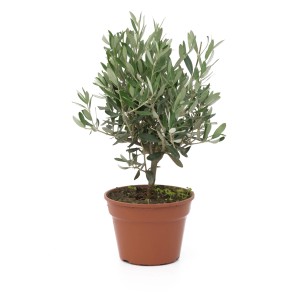 GROW by OBI Olivenbaum Busch im Topf (ca. 15 l). Mediterrane Kübelpflanze mit grünen Blättern.