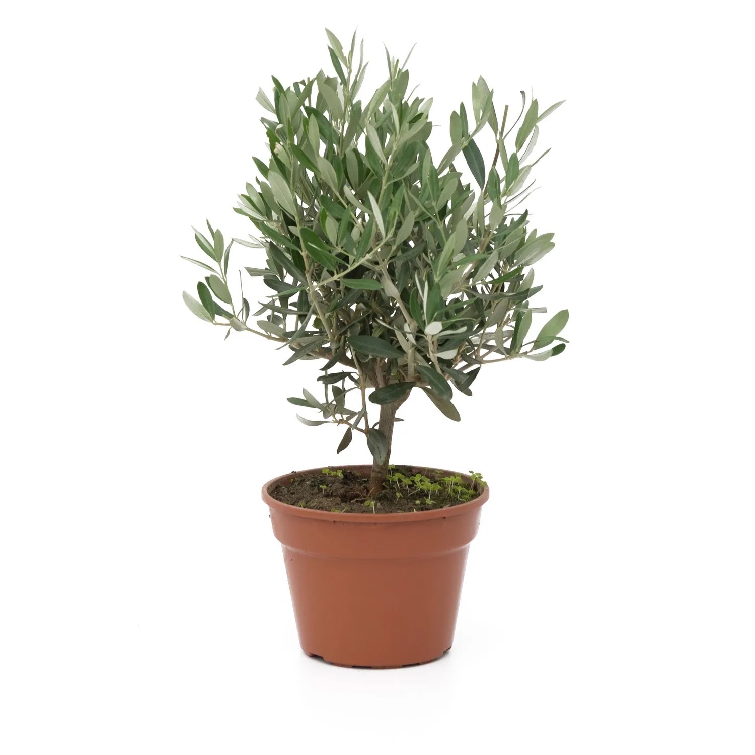 GROW by OBI Olivenbaum Busch Topf ca. 15 cm Olea europaea