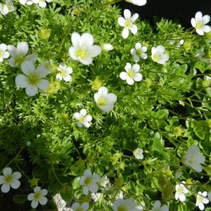 6 x Moos-Steinbrech 'White Pixie' Saxifraga Topf 9cm Weiße Blüten
