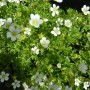 6 x Moos-Steinbrech 'White Pixie' Saxifraga Topf 9cm Weiße Blüten