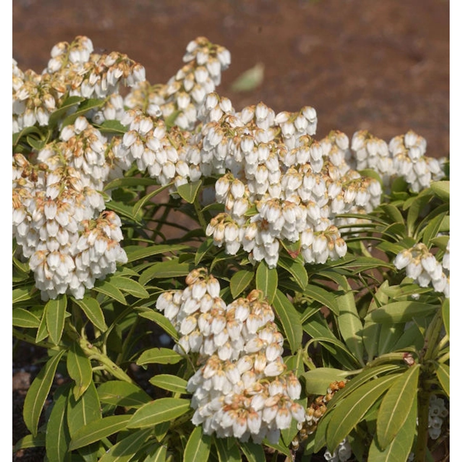 Schattenglöckchen Lavendelheide Cupido 40-60cm - Pieris japonica günstig online kaufen