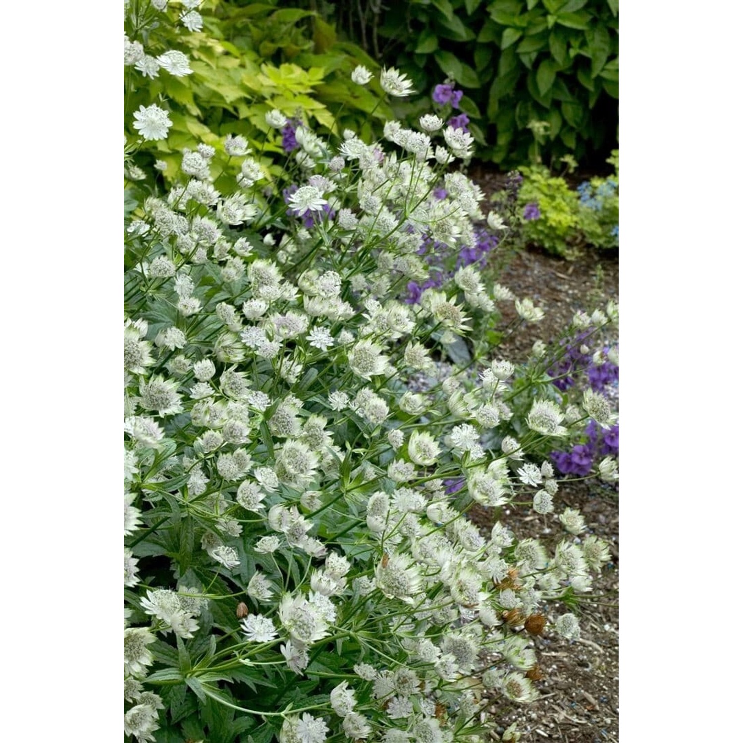 Astrantia Major Margery Fish Große Sterndolde Ca. 11x11 cm Topf günstig online kaufen