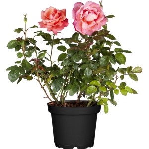 Rosa Edelrose 'Lizenz' im Topf, ca. 20-30 cm hoch, mit rosa Blüten.
