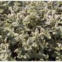 Rundblättrige Minze - Mentha rotundifolia_2