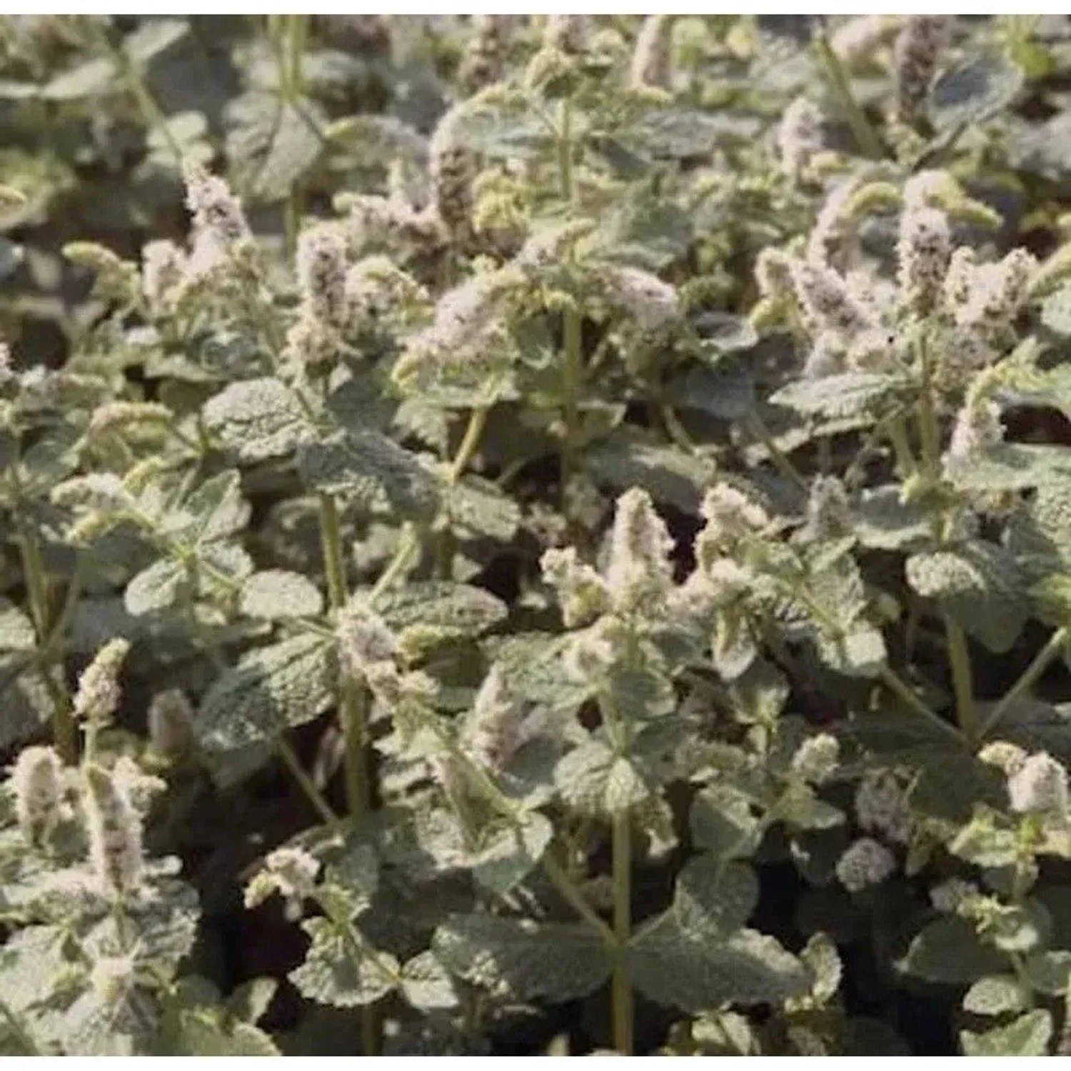 Rundblättrige Minze - Mentha rotundifolia_2