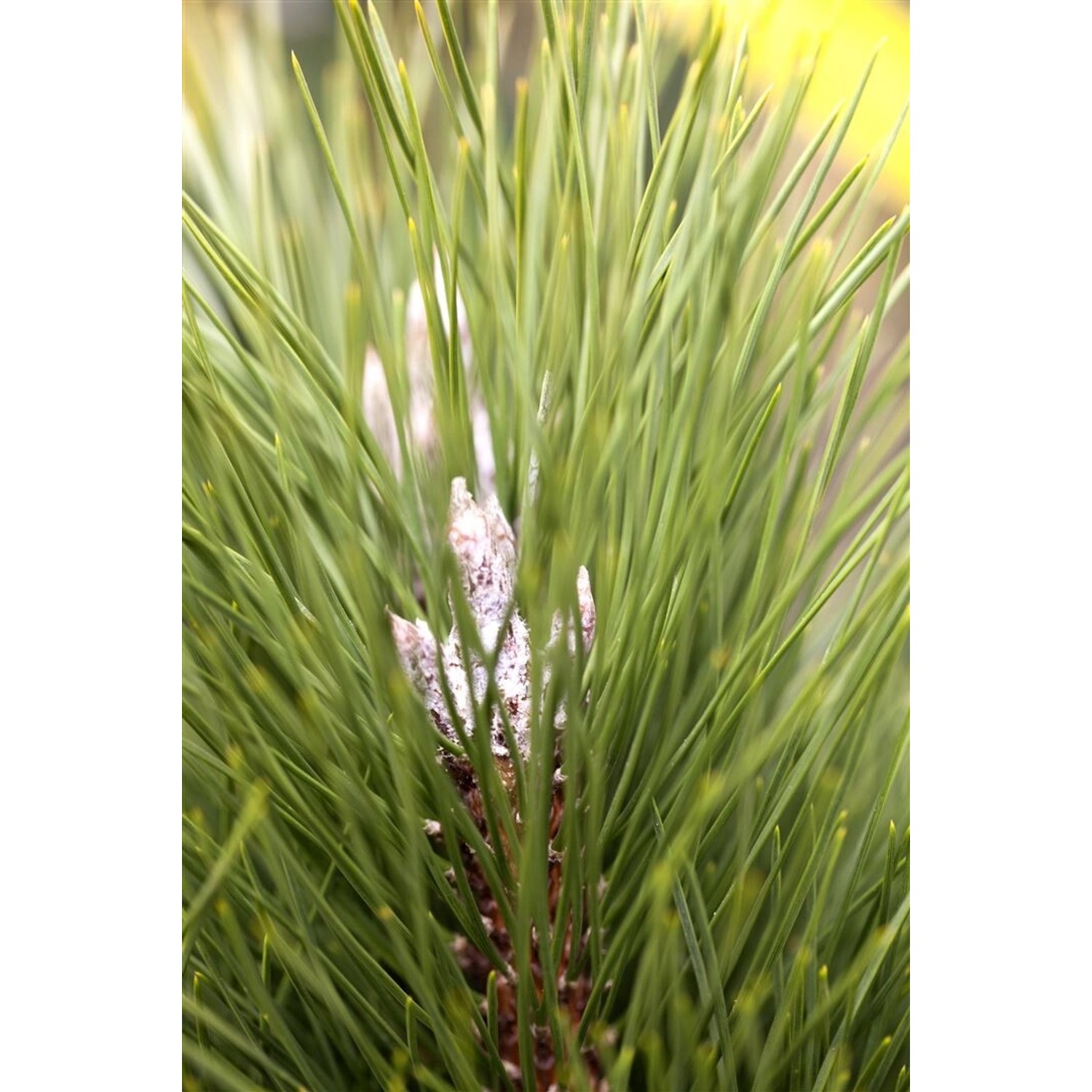 Pinus Nigra Green Tower Schwarz-Kiefer 80–100 cm günstig online kaufen