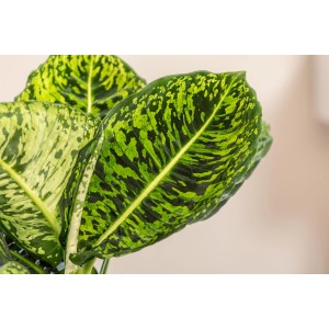 Dieffenbachie "Maroba" von GROW by OBI, Zimmerpflanze mit grün-gelb gemusterten Blättern im Topf.