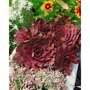 Dunkelroter Dachwurz Sempervivum 'Othello' im 9x9 cm Topf, eine robuste Staude für Steingärten.