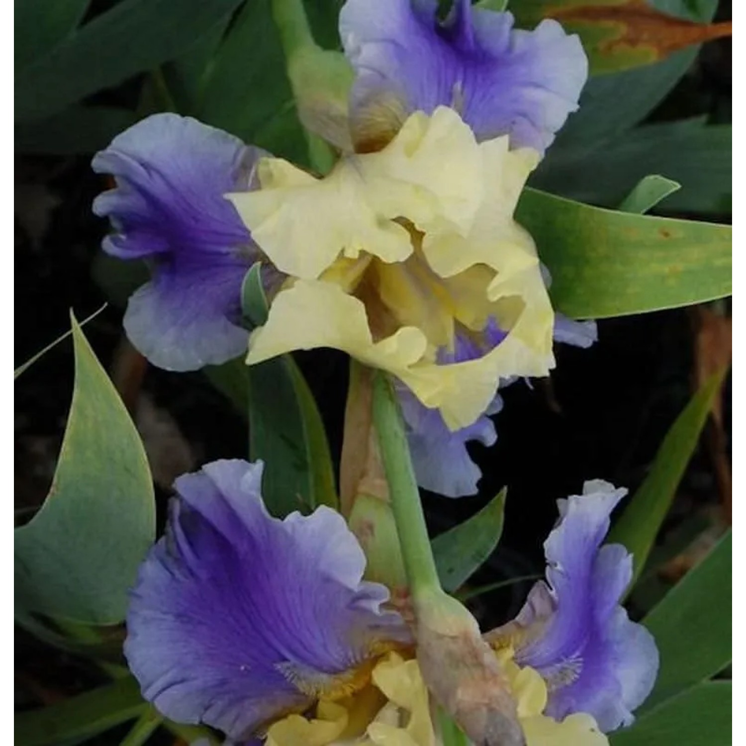 Schwertlilie Edith Wolford - Iris barbata