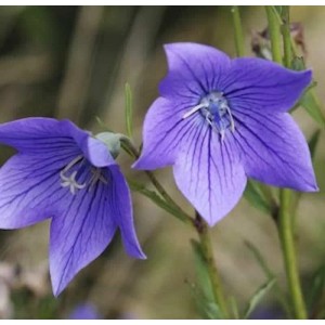 Nahaufnahme der blauen Ballonblume Fuji Blue (Platycodon grandiflorus) im Garten.
