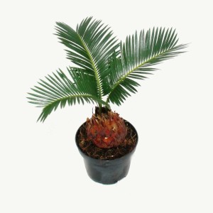 Japanischer Palmfarn (Cycas Revoluta) im 9cm Topf. Exotische Zimmerpflanze mit grünen Blättern und brauner Knolle.