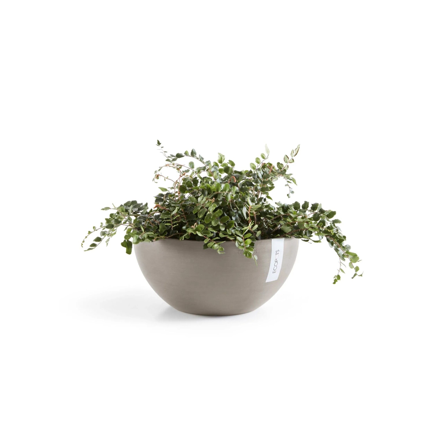 Ecopots Pflanztopf Brussels, braungraue Pflanzschale mit grüner Pflanze, 30x14 cm.