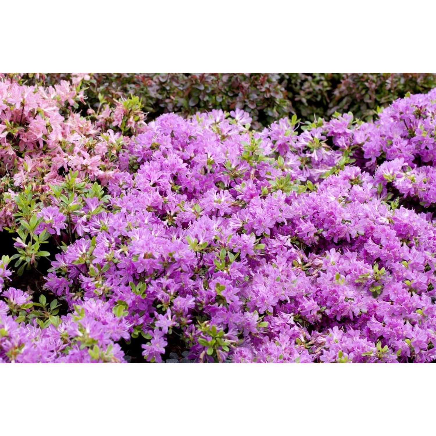 Rhododendron Obt. Diamant Enzianblau Enzianblau 15–20 cm günstig online kaufen