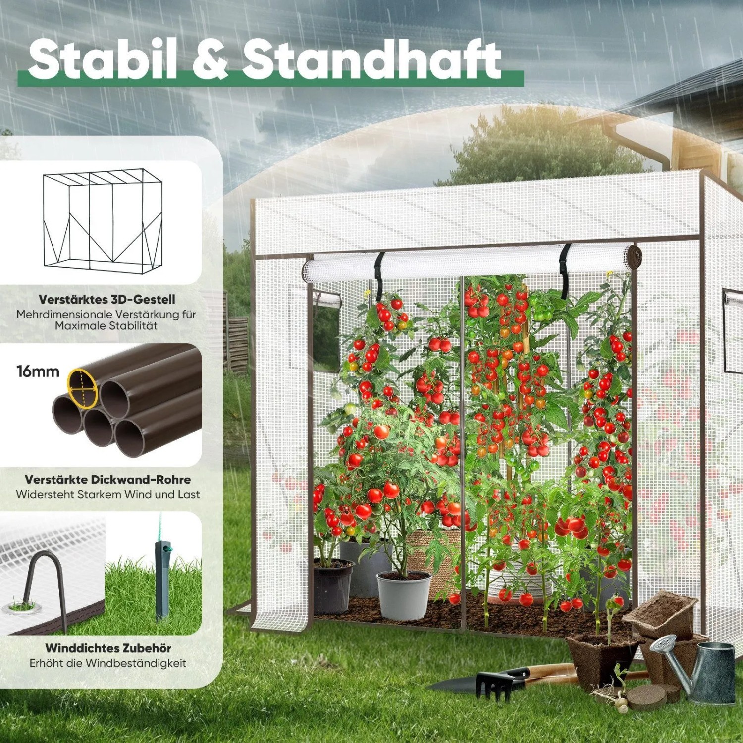 Weißes Tomatengewächshaus mit Folie im Garten, gefüllt mit reifen Tomatenpflanzen. Zeigt Rolltür, stabile Stahlrohre & Verankerung.