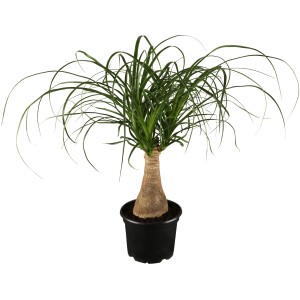 GROW by OBI Elefantenfuß (Beaucarnea Recurvata) im schwarzen Topf, ca. 17 cm Ø.