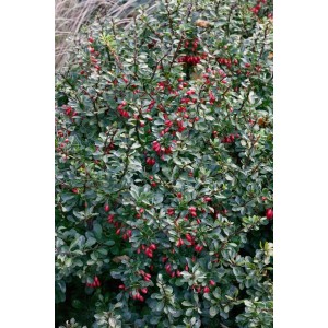 Kompakte Heckenberberitze Berberis Thunbergii Kobold mit grünen Blättern und roten Beeren.