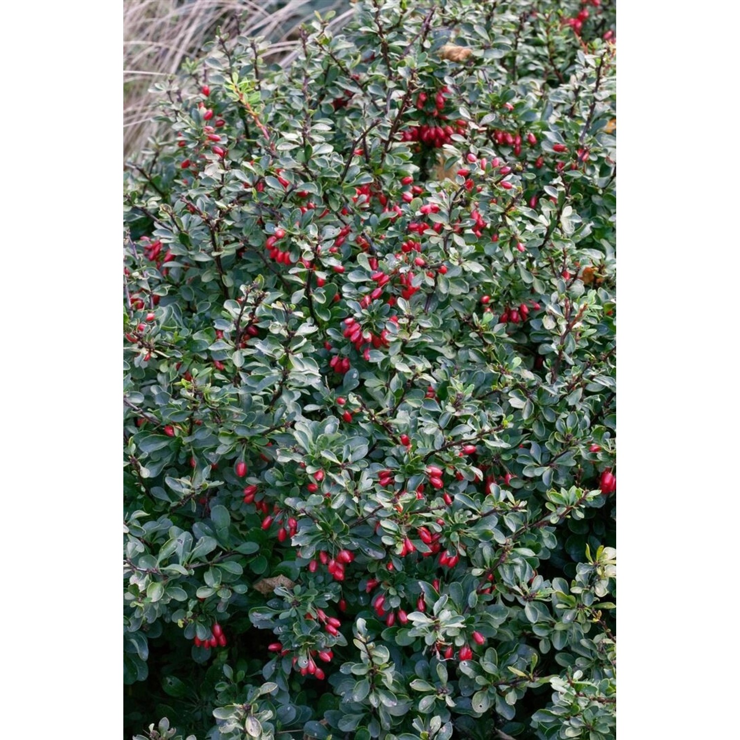 Kompakte Heckenberberitze Berberis Thunbergii Kobold mit grünen Blättern und roten Beeren.