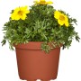 Gelber Zweizahn 'Tweety' im Topf (ca. 13 cm Ø). Hängepflanze mit leuchtenden Blüten.