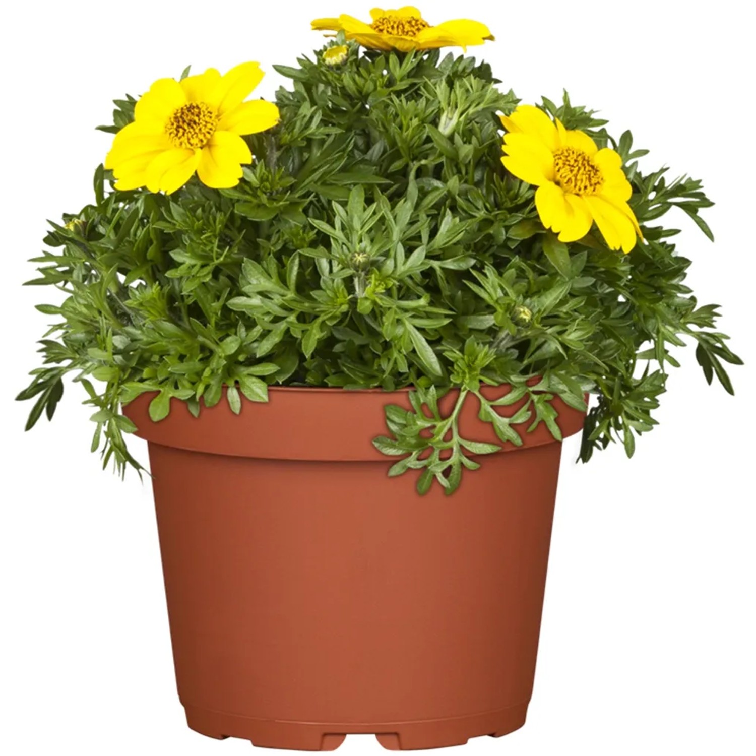Gelber Zweizahn 'Tweety' im Topf (ca. 13 cm Ø). Hängepflanze mit leuchtenden Blüten.