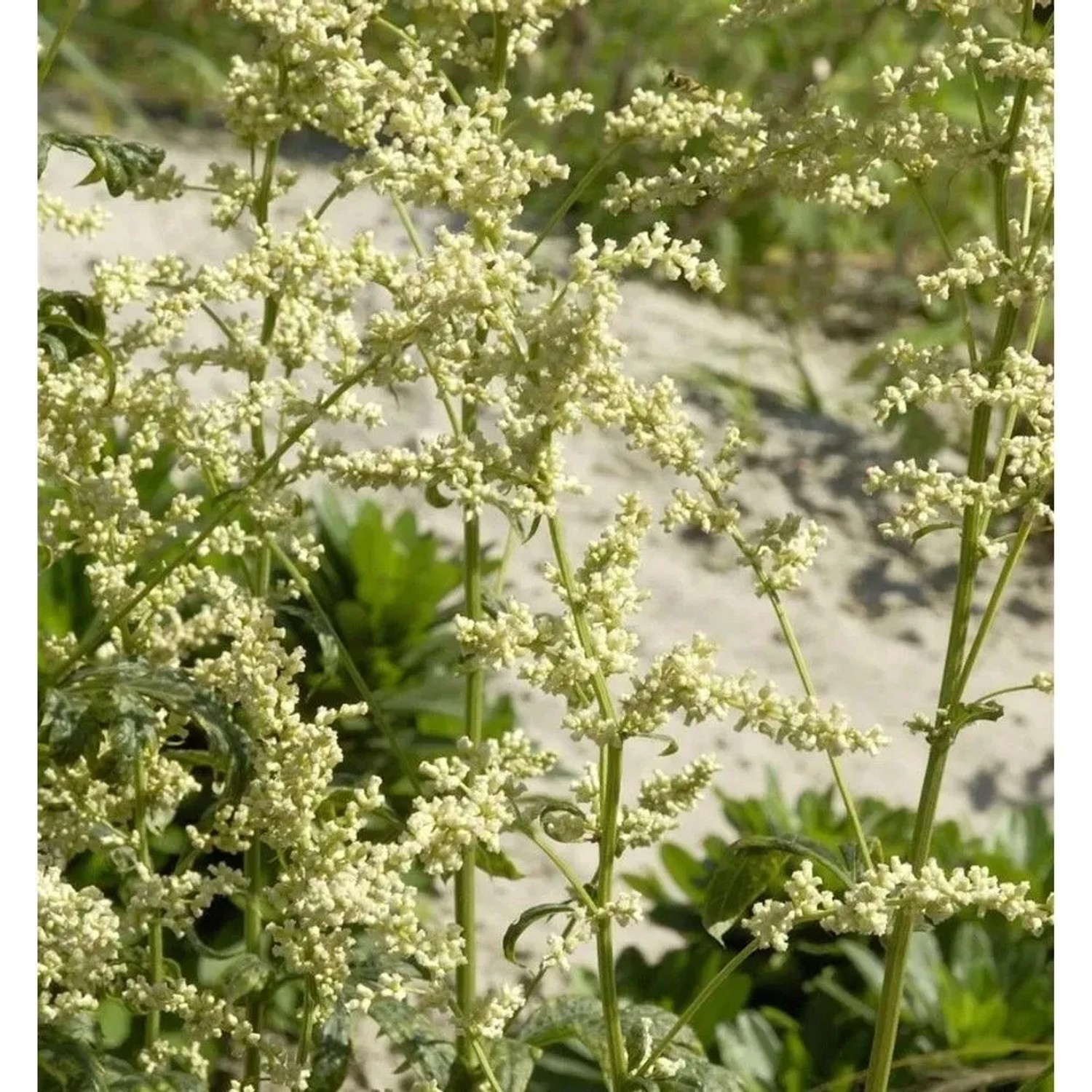 Chinabeifuss Weiße Dame - Artemisia,actiflora