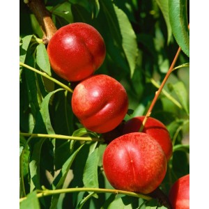 Saftige Nektarinen der Sorte Prunus Nucipersica Fantasia am Baum.