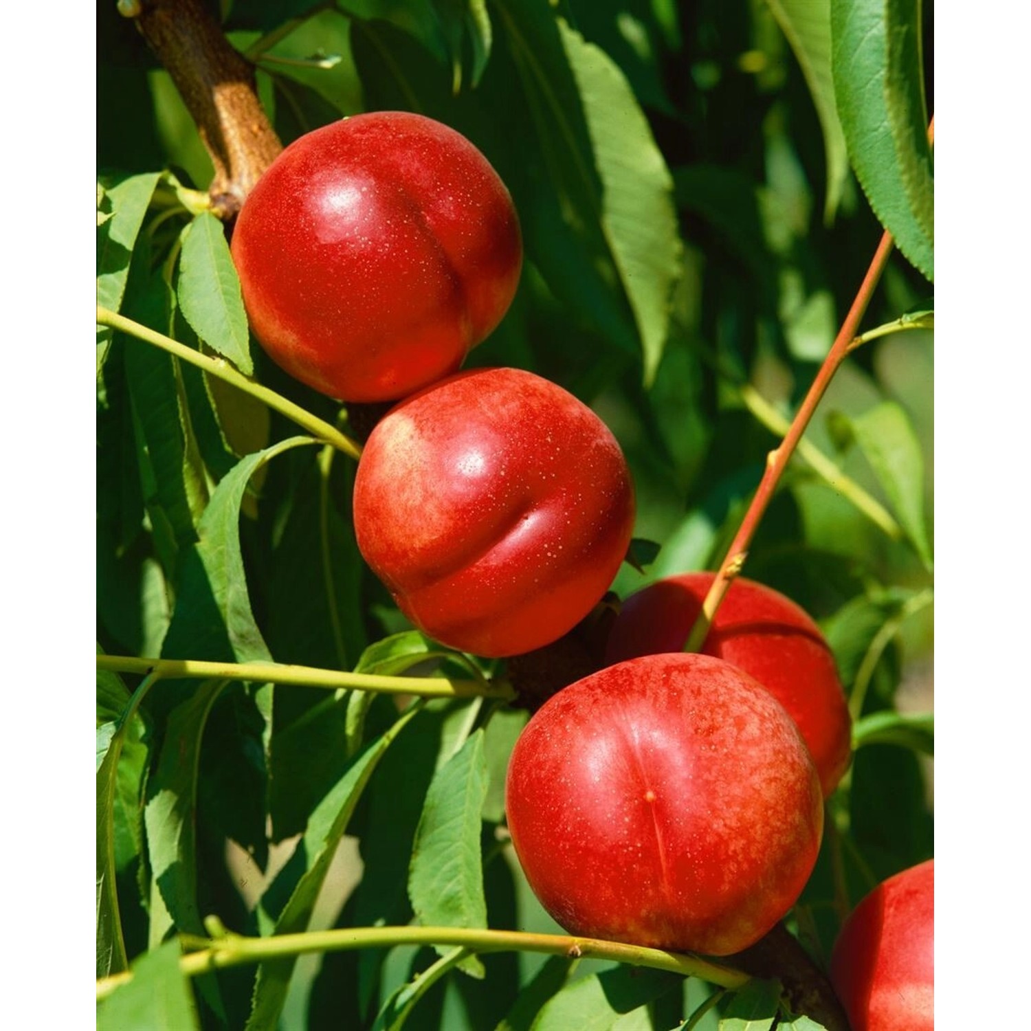 Prunus Nucipersica Fantasia Nektarine 150–200 cm Saftig-Süß günstig online kaufen