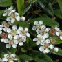 Nahaufnahme der Kriechmispel Gnom (Cotoneaster salicifolius) mit weißen Blüten und grünen Blättern.