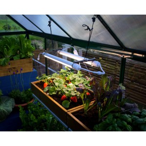 Palram Brighton LED Grow Light im Gewächshaus mit Erdbeeren und Gemüse.