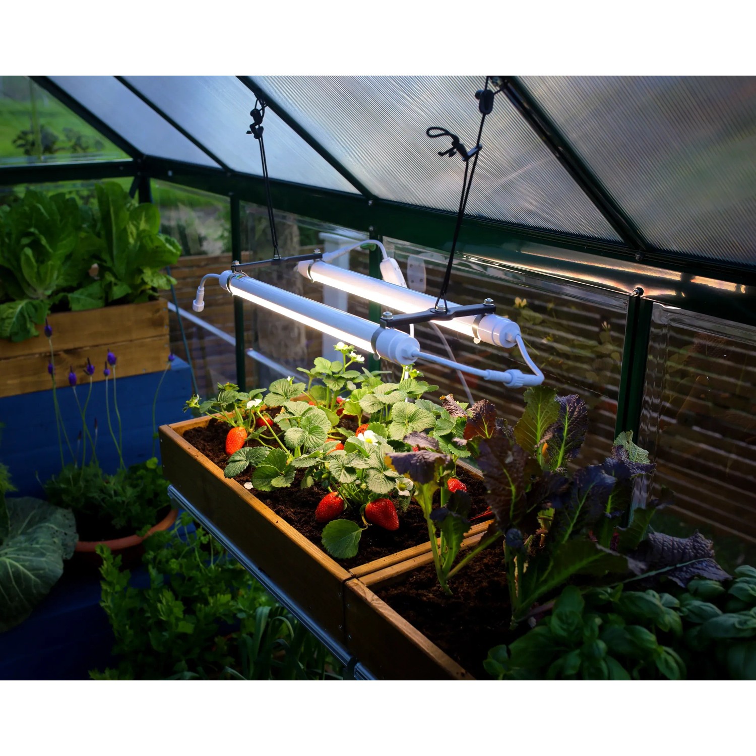 Palram Brighton LED Grow Light im Gewächshaus mit Erdbeeren und Gemüse.