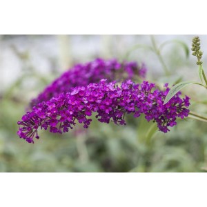 Nahaufnahme des rot-violetten Schmetterlingsstrauchs Royal Red (Buddleja davidii) mit Blüten.