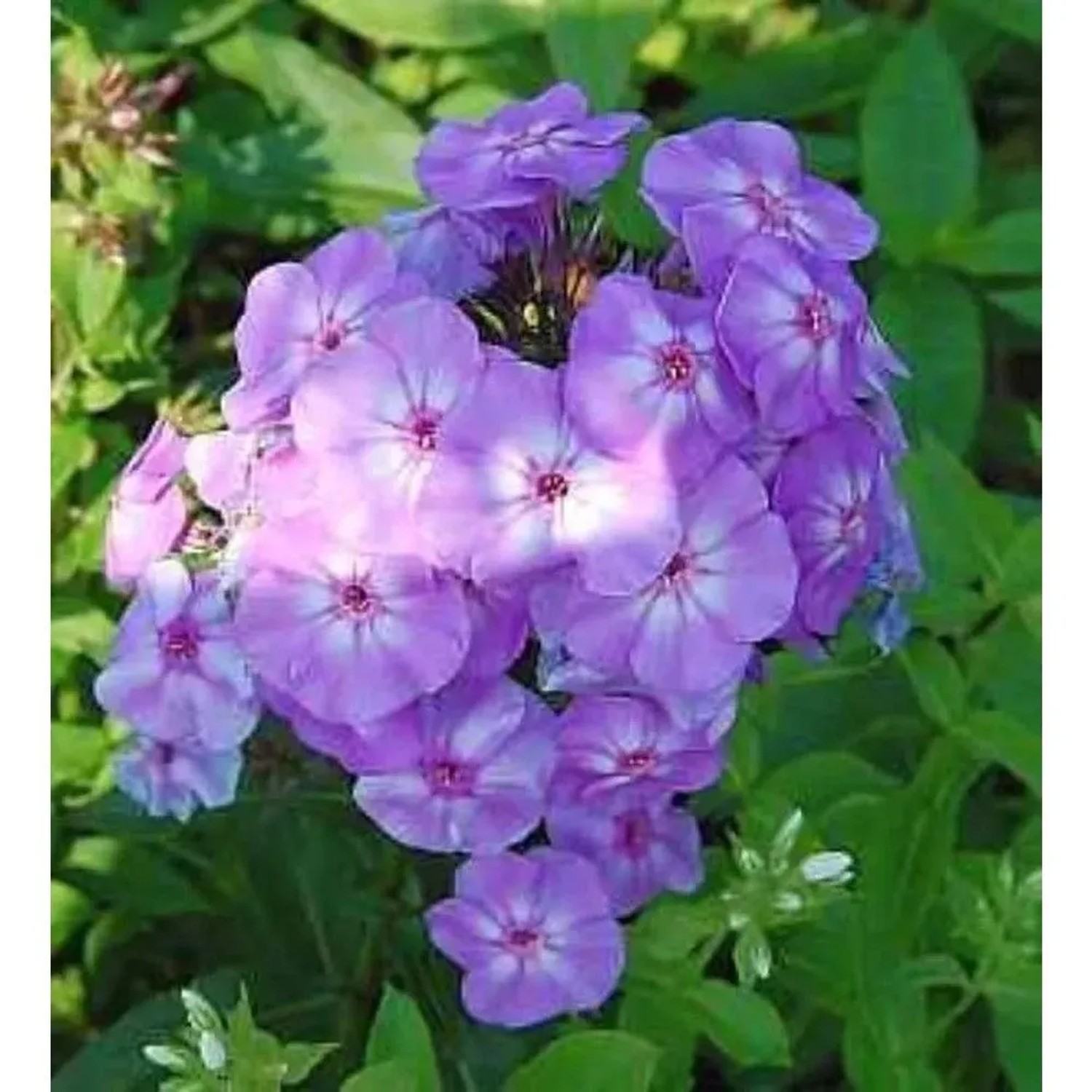 Hohe Flammenblume Blue Boy - Phlox Paniculata