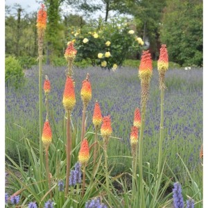 Fackellilien (Kniphofia caulescens) mit rot-gelben Blütenständen im Gartenbeet.