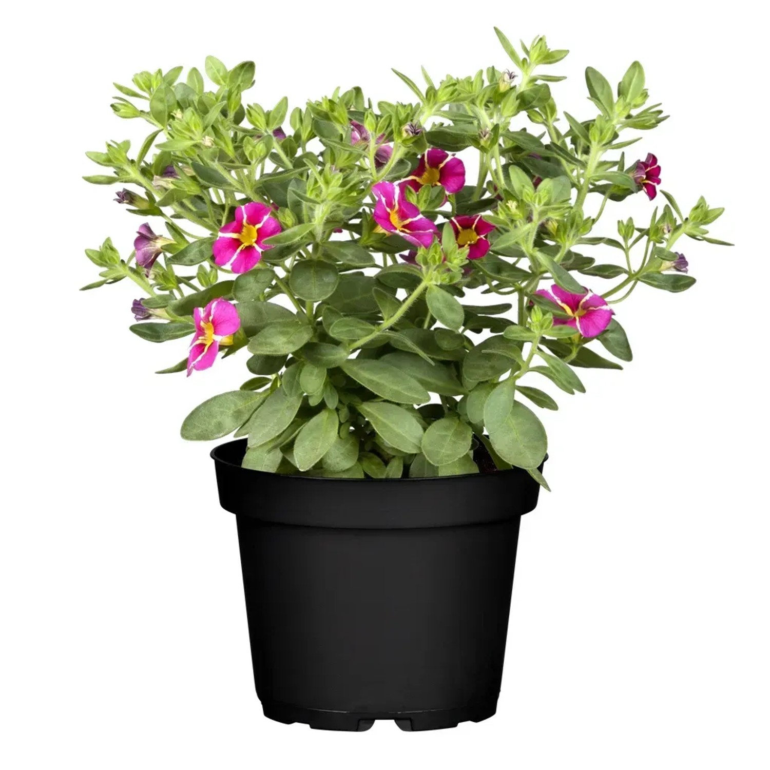Zauberglöckchen im Topf mit pink-gelben Blüten, ideal als Hängepflanze für Balkon und Garten.