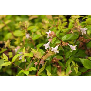 Detailaufnahme der Abelia Grandiflora Glanzmispel (40–60 cm) mit zarten, weißen Blüten und grünen Blättern.