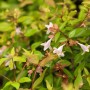 Detailaufnahme der Abelia Grandiflora Glanzmispel (40–60 cm) mit zarten, weißen Blüten und grünen Blättern.