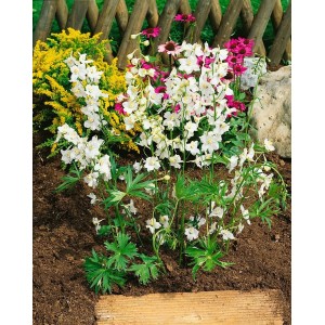 Weißer Rittersporn 'Moerheimii' im Beet, ca. 11x11 cm Topf. Elegante, bienenfreundliche Staude für sonnige Standorte.